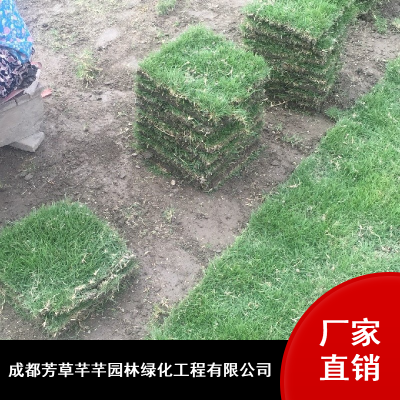 操场二号草坪_芳草芊芊暖季型成活***草坪_台湾二号草坪供应