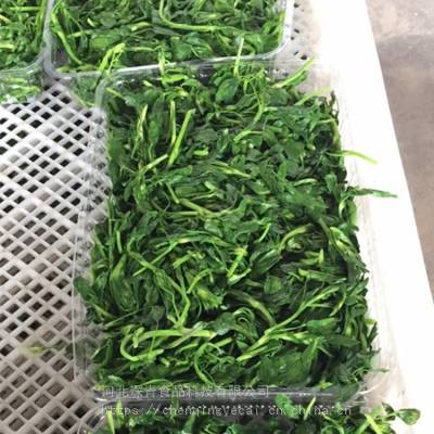 琛青宜鲜速冻山野菜苜蓿 金花菜草头 包子饺子馄饨馅批发 酒店专用食材