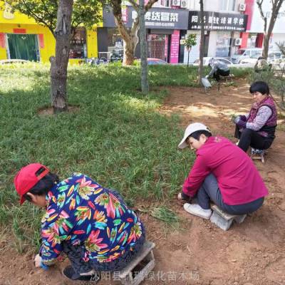 有卖麦冬草 耐寒麦冬草 麦冬草产地联系电话 你看