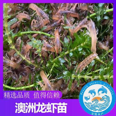 澳洲龙虾苗多少钱 澳洲大龙虾养殖技术 澳洲龙虾苗价格