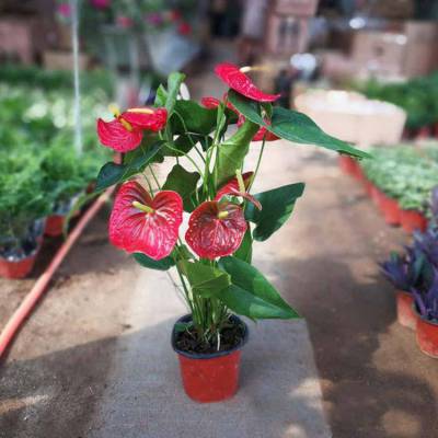 青州红掌花卉盆栽批发 办公室绿植红掌花卉 庆典花卉盆栽红掌花 山东红鹅掌花卉供应