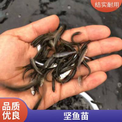 优质水源养殖 淡水鱼苗青竹皖鱼苗 军鱼苗投喂方式 光鱼苗 货源充足