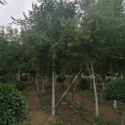 山东丝棉木树苗价格 供应3公分~15公分丝棉木 绿化苗木