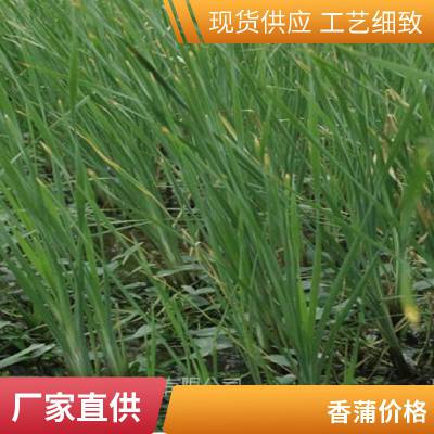 香蒲 水生植物 基地供应 蒲苇 醉鱼草 品种齐全