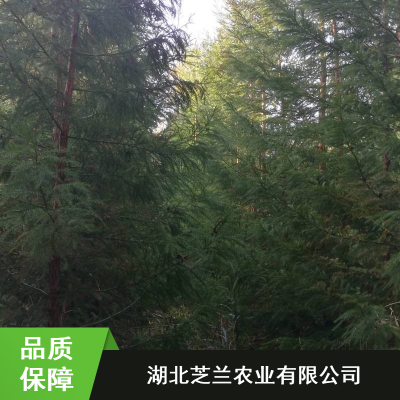 ֥һ溦ɼ_԰11-13ɼ籨