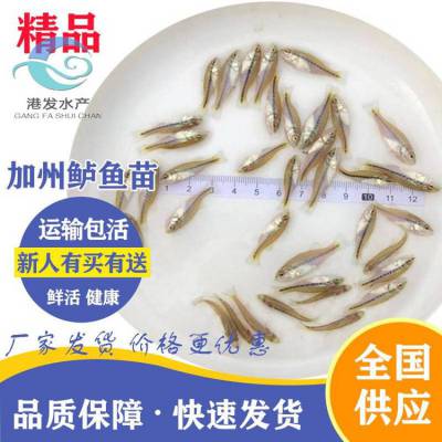 上饶鲈鱼水花苗批发出售_加州鲈鱼苗_黄辣丁鱼苗_肉食性淡水路亚鱼苗