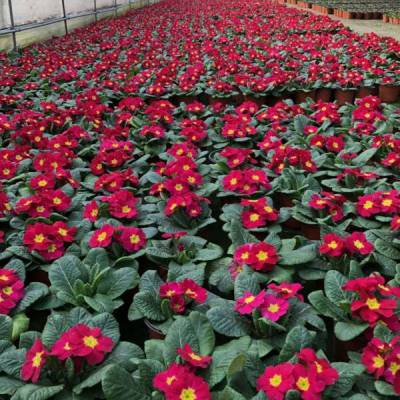 报春花草花基地 报春花 报春花大量出售
