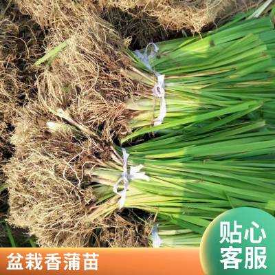 香蒲 水生植物 基地供应 蒲苇 醉鱼草 品种齐全