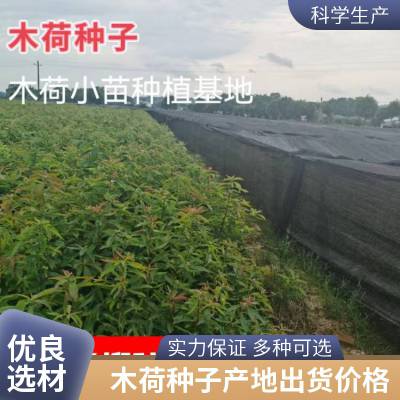 自采木荷种子 杨柳种业木荷种子供应价格