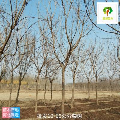 北京栾树苗木出售 17公分栾树 自产自销 土球发货 苗木培育基地