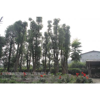 丛生香樟价格 丛生香樟大量出售 丛生香樟批发基地 哪里丛生香