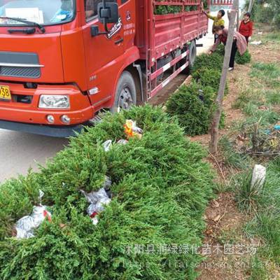 铺地柏苗 本地苗 价格低