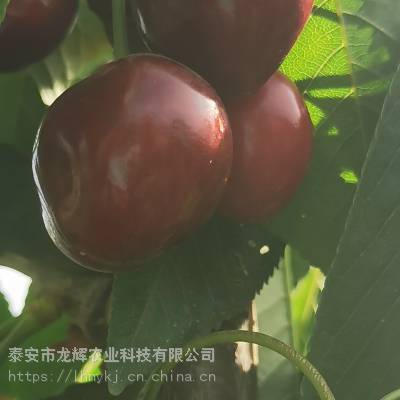 2ӣ۸2ӣأũҵֳ