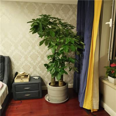 天津河西区绿植租摆公司 梅江绿植租赁公司 室内花卉租摆服务