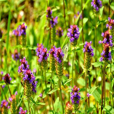 长期供应夏枯草 麦穗夏枯草 多年生草本植物 适用于绿化 公园