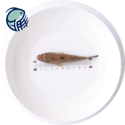Ӧ̩ 糡糧