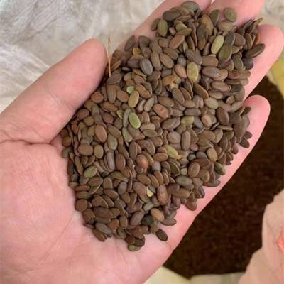 亳州陈峰中药材批发合欢种子 产地批发合欢种子