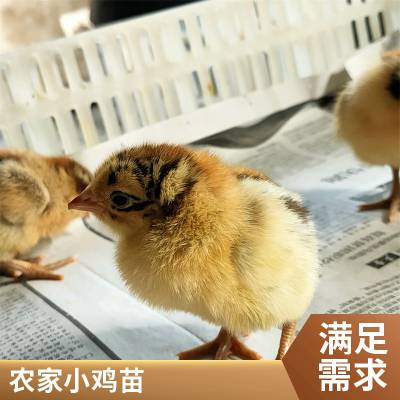 鑫天宏 孵化场养殖供应青脚麻鸡 散养出壳抗病率强改良育肥鸡苗