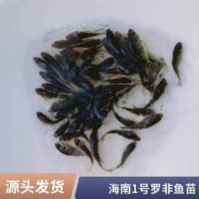 港发水产 淡水养殖场地直供 罗非鱼苗 适应能力强 百万现货 运输快