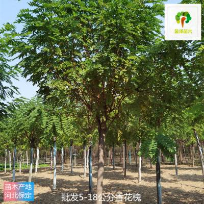 香花槐树苗供应 出售香花槐 16公分香花槐 装车带土球 品种优良