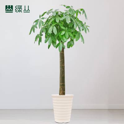 发财树单杆塑料仿瓷白盆/商场绿植/开业植物/绿丛园林