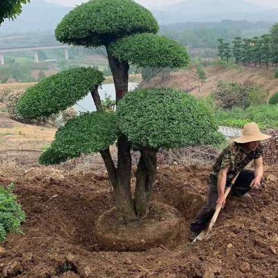 对节白蜡_对节白蜡桩景_对节白蜡盆景_对节白蜡造型树–【武汉绿林