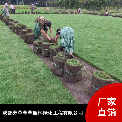 绿化工程二号草坪_芳草芊芊暖季型耐践踏草坪_台湾二号草坪供应
