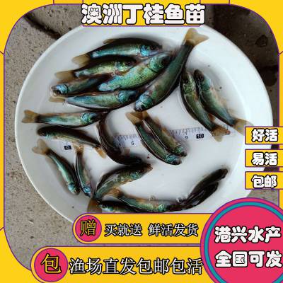 郑州淡水鱼苗供应商 长势快丁桂鱼苗哪里有 哪里有红色丁桂鱼苗
