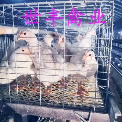 꼦 ɼֳ 꼦۸ ʾɼ