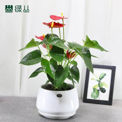 武汉同城苗圃直达/室内净化空气办公绿化/红掌植物盆栽/绿丛园林