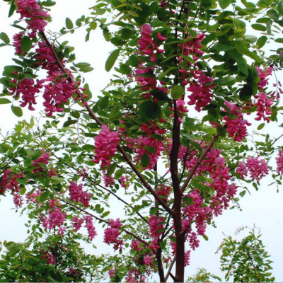 香花槐小苗价格1-10公分香花槐 12公分-15公分红花槐树苗