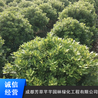 优质海桐工程苗_小区绿化灌木海桐_成都芳草芊芊海桐地苗种植基地