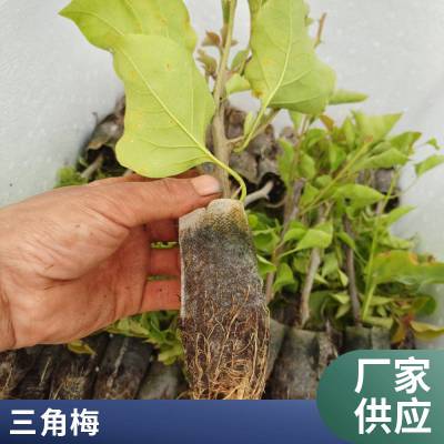 三角梅苗 叶子花苗 盆栽种植 颜色可选 紫色花 种植基地发货