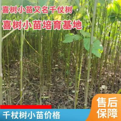 千杖树小苗价格80公分高喜树小苗种植基地出货价格100高喜树小苗杨柳种苗