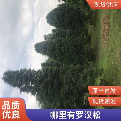 20-22公分异型罗汉松树 苗圃优价出售别墅***景观造型罗汉松 易活