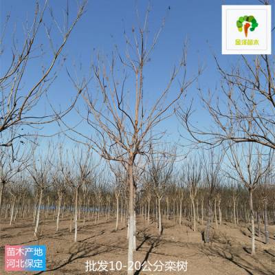 北京栾树产地供应 18公分栾树 逐株选苗 美化净化 基地加农户