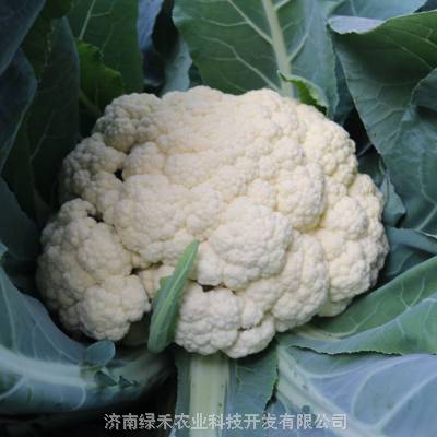 菜花蔬菜种子 耐寒菜花60天 紧花菜花椰菜种子秋季早熟免盖抗病菜籽