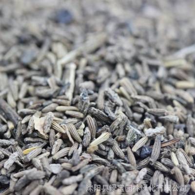 今年新采白晶菊种子花田精心培育白晶菊种子观赏价值高