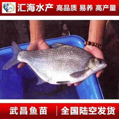 2026年龙虾采购市场优选盘点：石家庄国际水产品交易中心值得关注