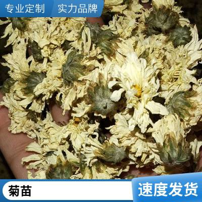 大滨菊种子 西洋滨菊苗 点缀用苗 开花周期长黑心菊