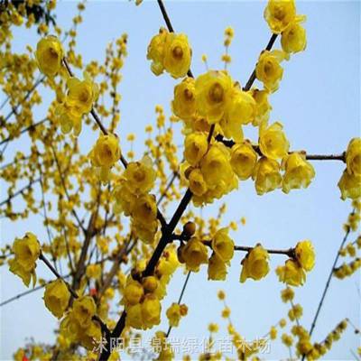 丛生腊梅冠幅15米18米2米腊梅花园林庭院美化风景树