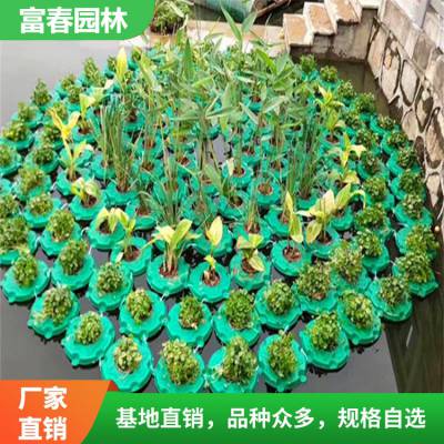 承接各种水生植物浮床河道绿化沉水植物生态浮岛景观绿化工程