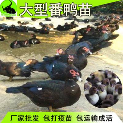 2020年今天贵州火鸭苗价格|鸭苗孵化厂免费技术指导