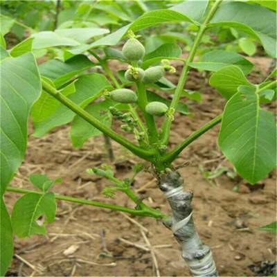 清香核桃苗当年挂果中林1号核桃苗技术详解