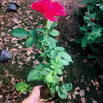 茗茜花卉供应红帽月季花箱花卉出售红帽月季价格 中国供应商