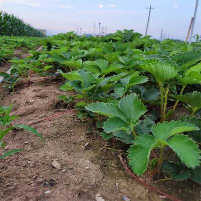 大棚草莓苗 培育新叶足根系抱团裸根白草莓苗 当年桃熏草莓苗