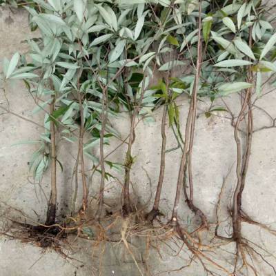 大量供应老鹰茶苗 供应老鹰茶种苗 出售老荫茶种苗