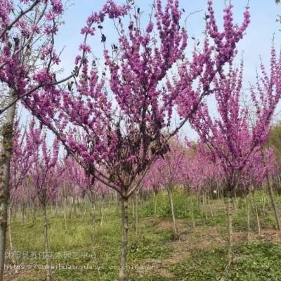 苏伟花木场4公分紫荆 杆直帽圆树形好 景点打造抗寒性强