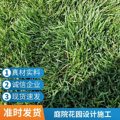 家庭花园绿化设计草坪铺装施工批发高羊茅草坪怀柔