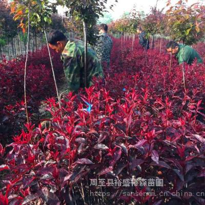 红叶小波小苗子I周至苗圃I麦冬耐阴植被